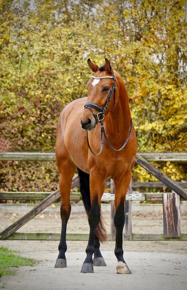 Bloedmooie 4 jarige dressuur topper