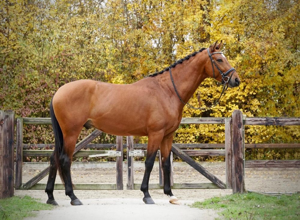KWPN dressuurpaard Ruin 4 jaar Bruin te koop - Foto 6