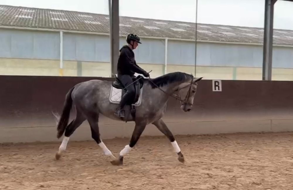 BWP dressuurpaard Ruin 4 jaar Schimmel te koop - Foto 3
