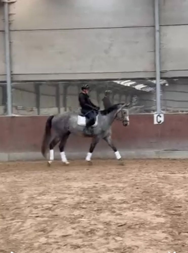 3, 4 en 5 jarige beloftevolle dressuurpaarden uit bewezen moederlijnen