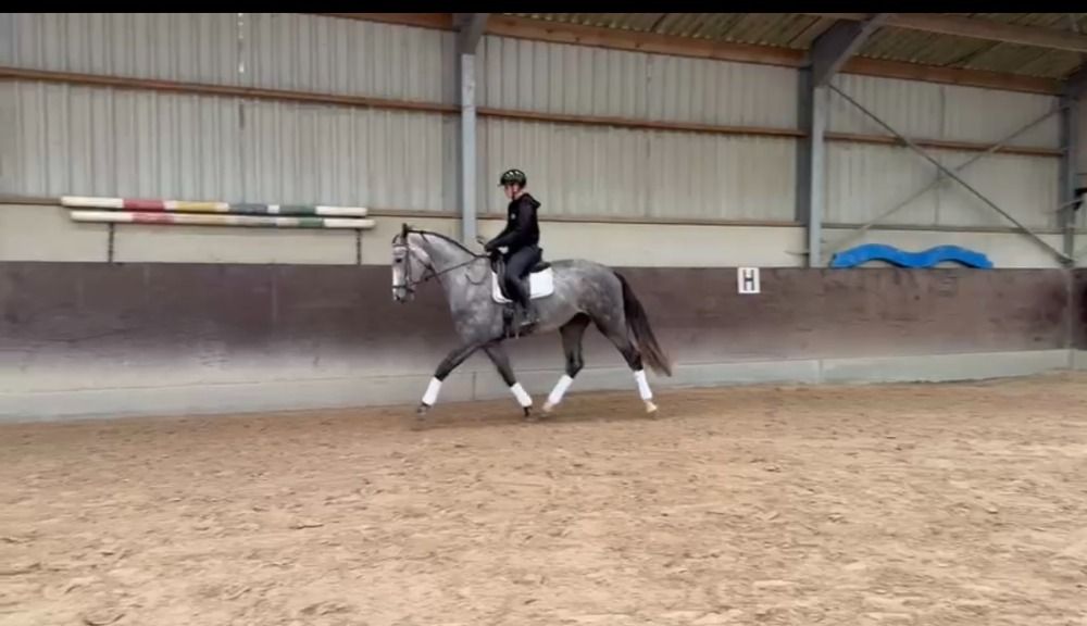 BWP dressuurpaard Ruin 4 jaar Schimmel te koop - Foto 2