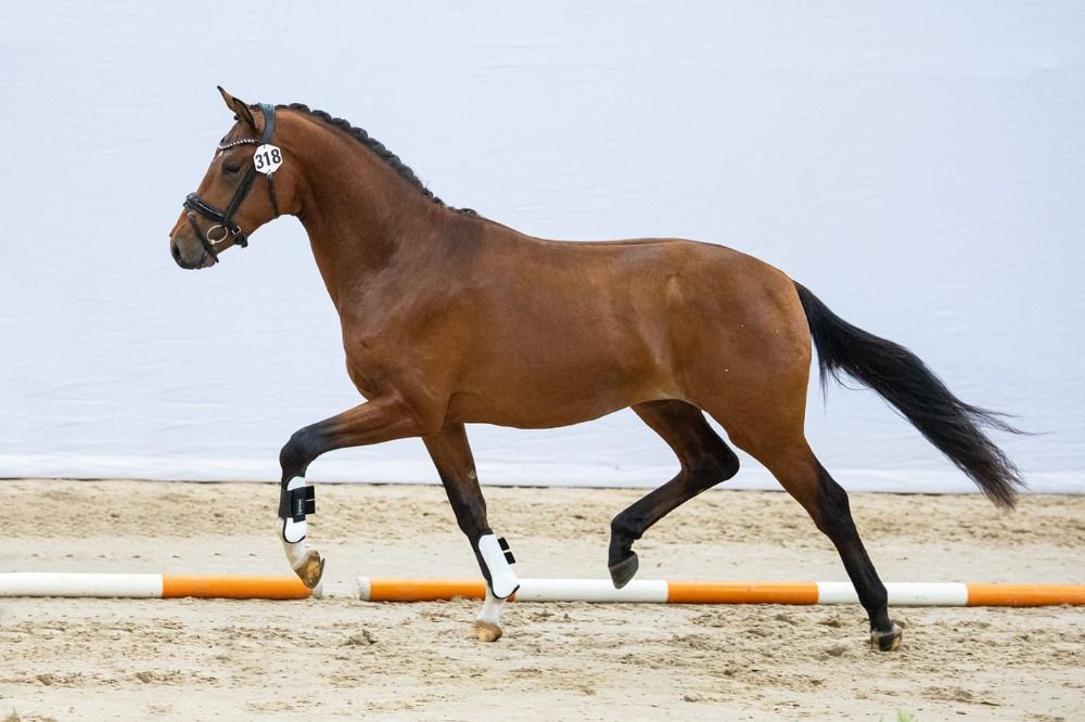 3-årig valack Desperado x United