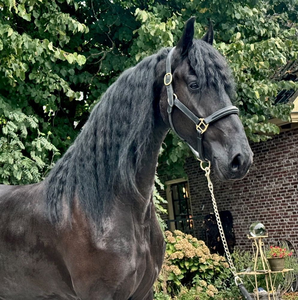 FPS (Nederland) fries Merrie 6 jaar Zwart te koop - Foto 3