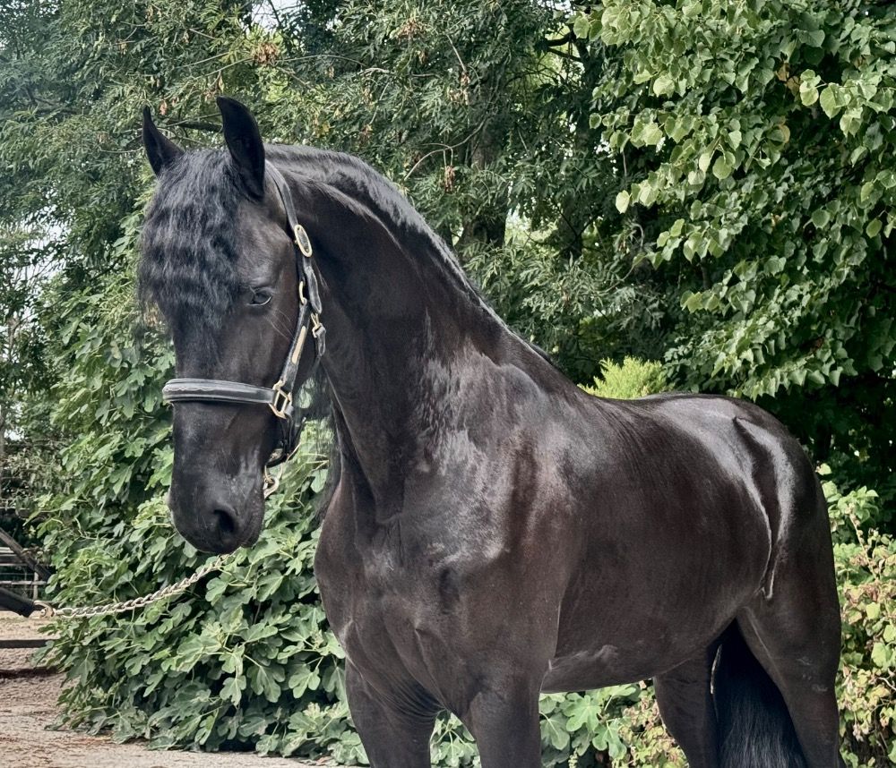 FPS (Nederland) fries Merrie 6 jaar Zwart te koop - Foto 6