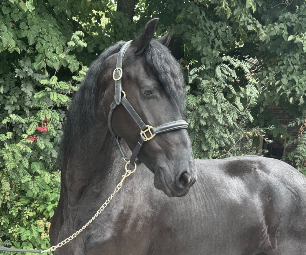 FPS (Nederland) fries Merrie 6 jaar Zwart te koop - Foto 4