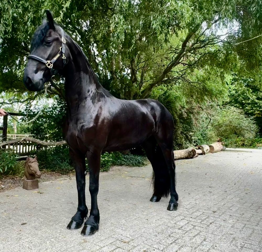 FPS (Nederland) fries Merrie 6 jaar Zwart te koop - Foto 2