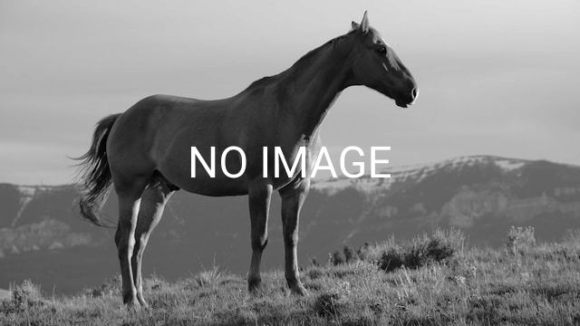 Gezocht: Brave Paarden/Ponys In Lage prijsklasse