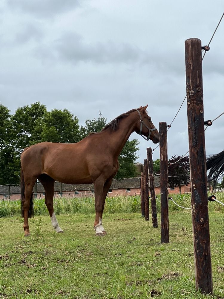 KWPN recreatie paard Ruin 15 jaar Bruin te koop - Foto 5