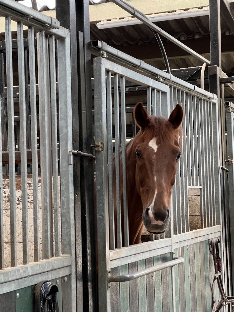 KWPN recreatie paard Ruin 15 jaar Bruin te koop - Foto 3