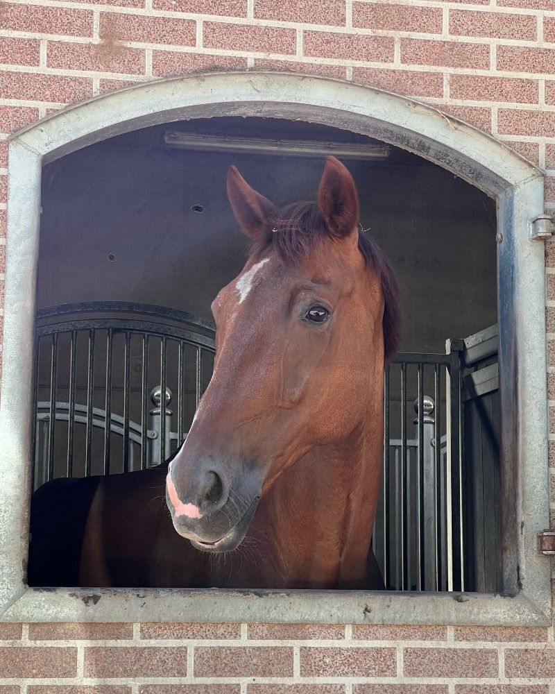 KWPN recreatie paard Ruin 15 jaar Bruin te koop - Foto 4