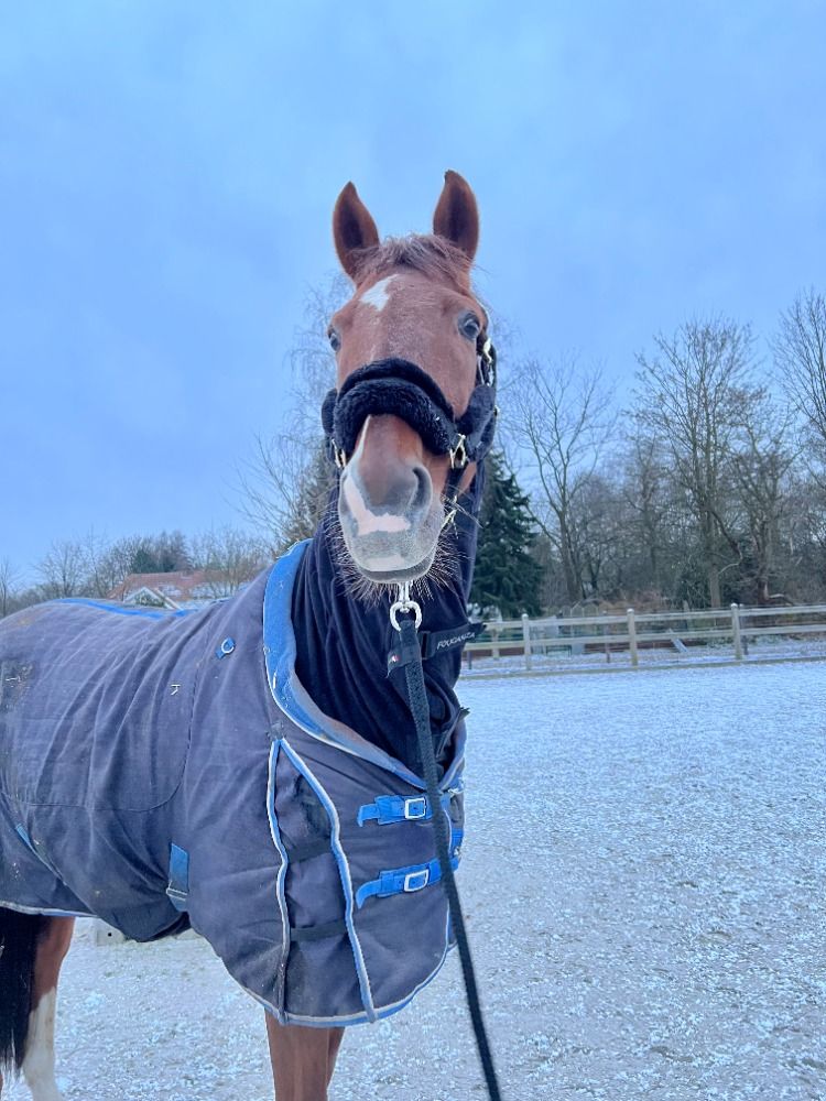 KWPN recreatie paard Ruin 15 jaar Bruin te koop - Foto 2