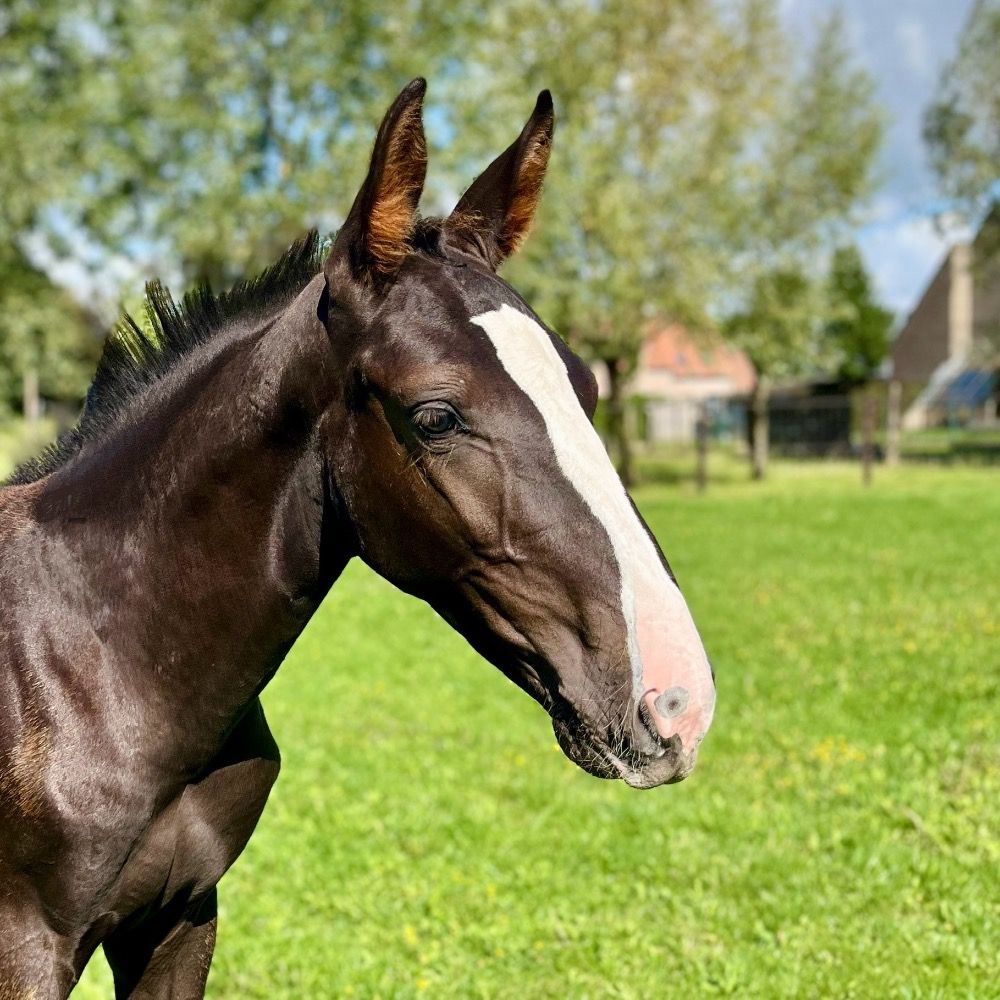Prachtig hengstenveulen Demonic Z X Querlybet Hero