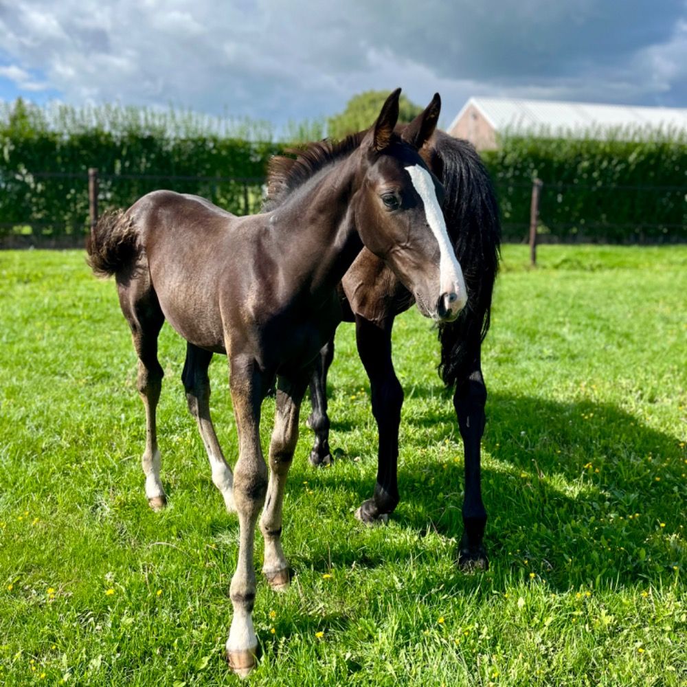 Zangersheide springpaard Hengst Donkerbruin te koop - Foto 3