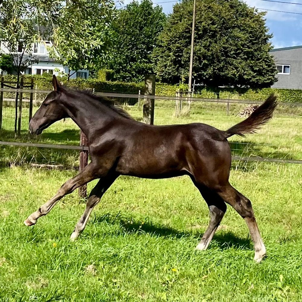 Zangersheide springpaard Hengst Donkerbruin te koop - Foto 2