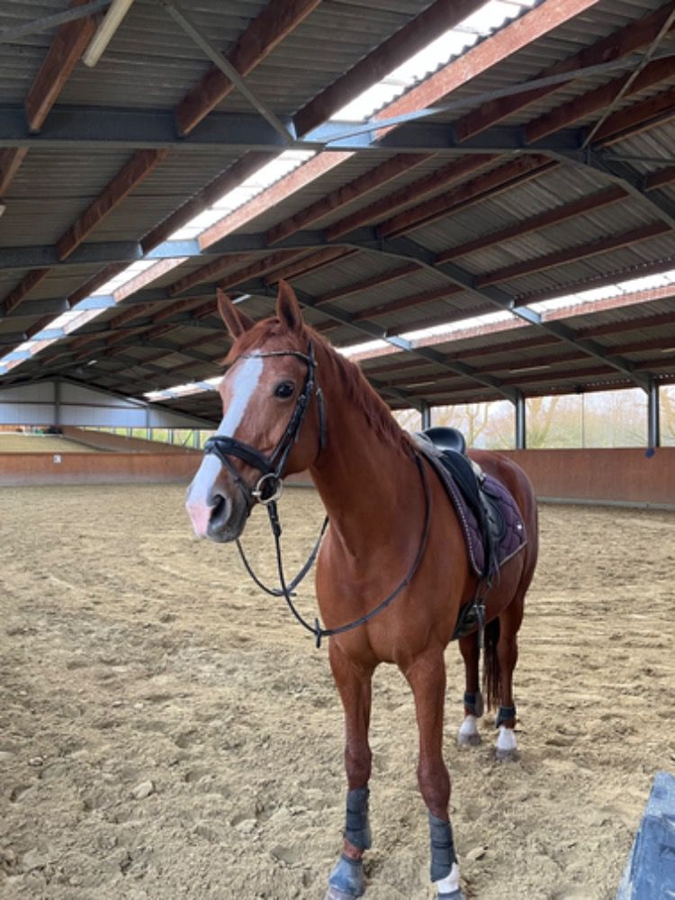 KWPN dressuurpaard Merrie 17 years old Vos for sale - Photo 3