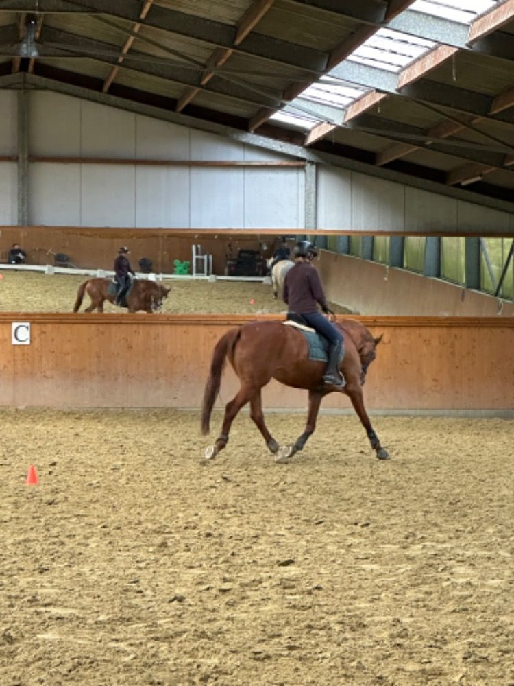 KWPN dressuurpaard Merrie 17 years old Vos for sale - Photo 6