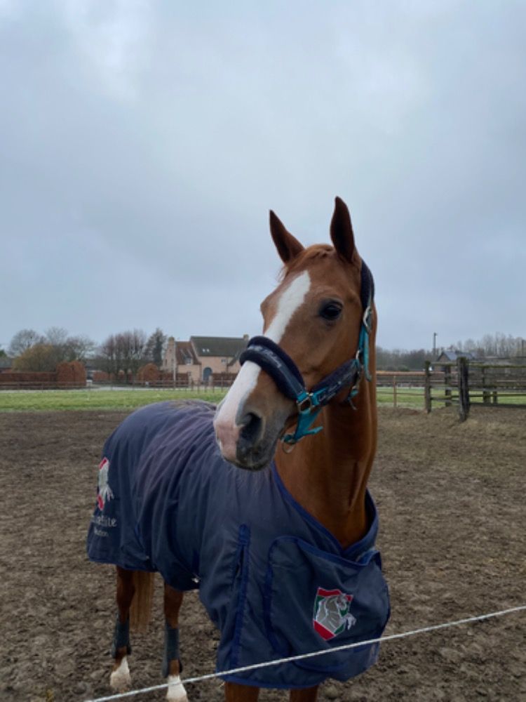 KWPN dressuurpaard Merrie 17 years old Vos for sale - Main photo