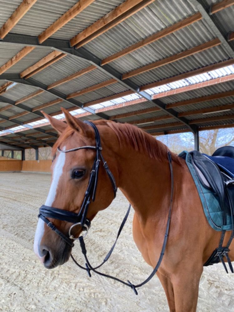 KWPN dressuurpaard Merrie 17 years old Vos for sale - Photo 4