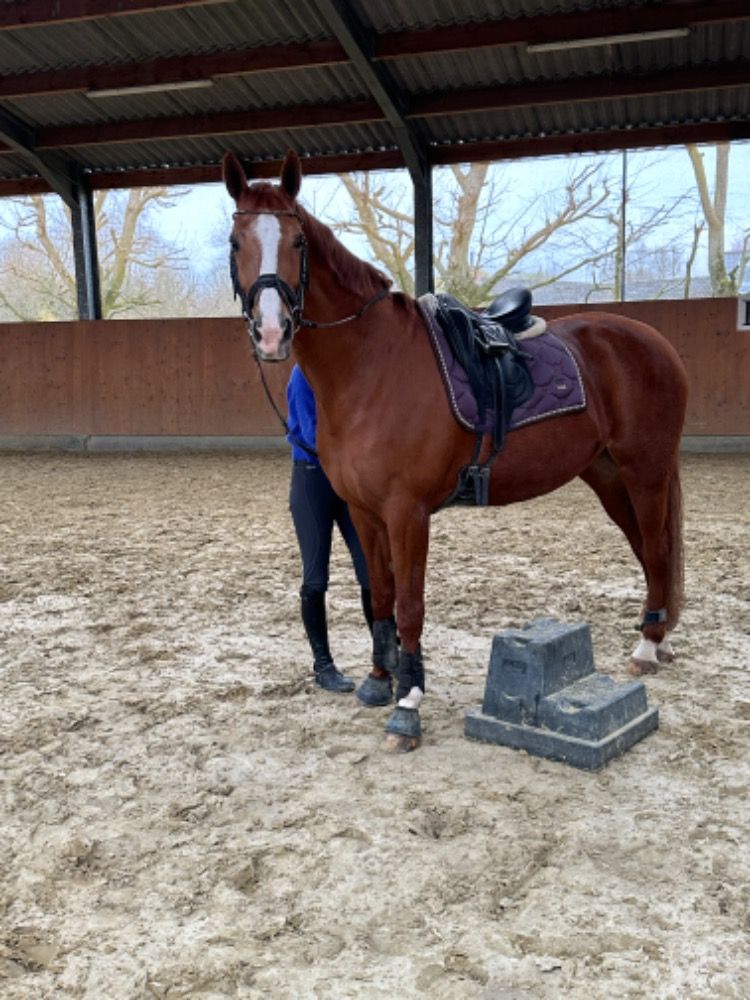 KWPN dressuurpaard Merrie 17 years old Vos for sale - Photo 2