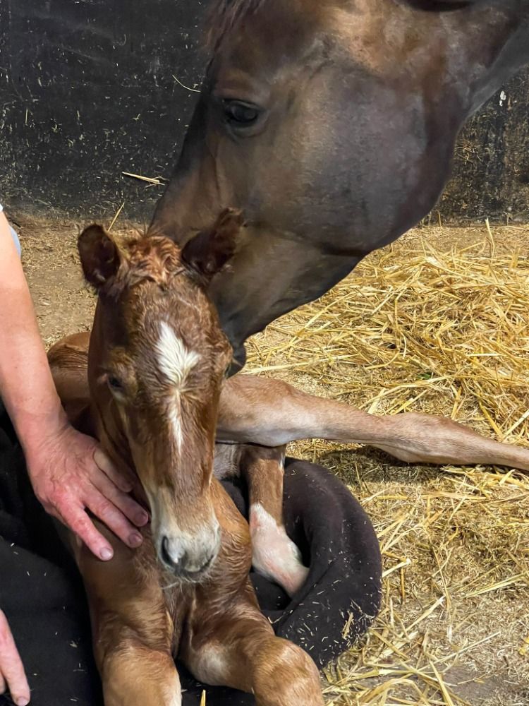 KWPN dressuurpaard Hengst Vos te koop - Foto 6