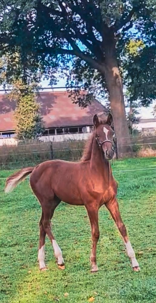 KWPN dressuurpaard Hengst Vos te koop - Foto 3