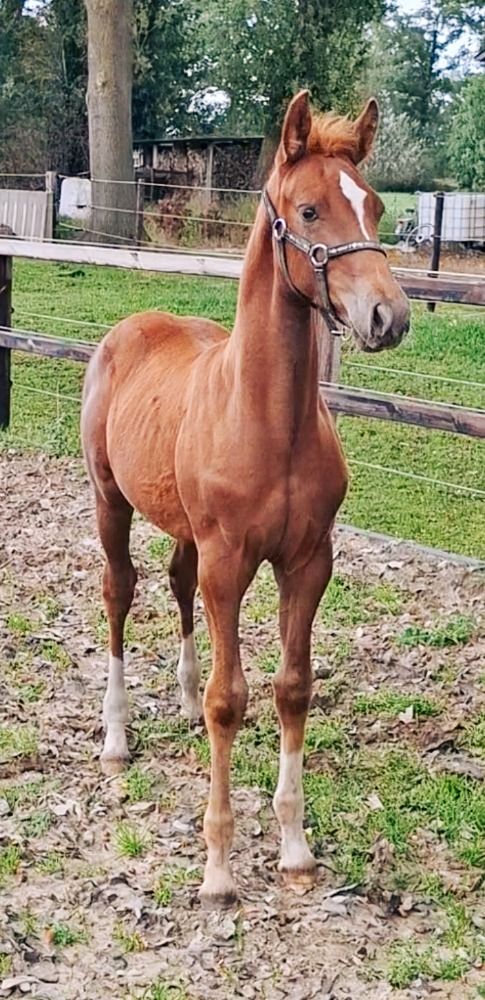 KWPN dressuurpaard Hengst Vos te koop - Foto 2