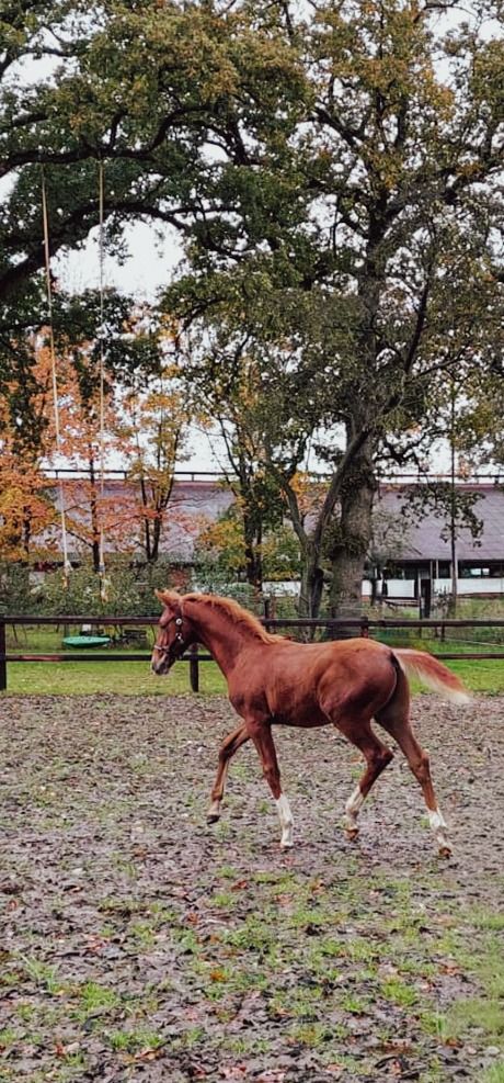 KWPN dressuurpaard Hengst Vos te koop - Hoofdfoto