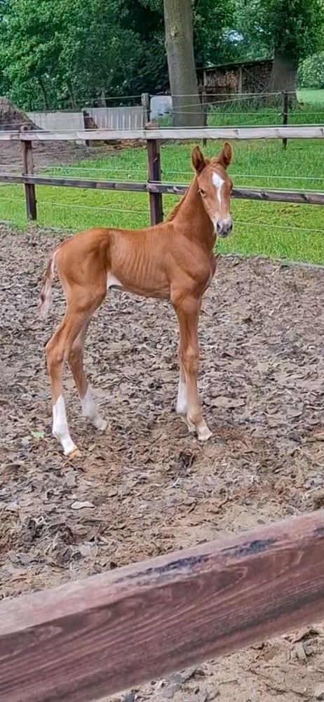 KWPN dressuurpaard Hengst Vos te koop - Foto 4