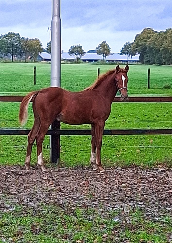 KWPN dressuurpaard Hengst Vos te koop - Foto 5