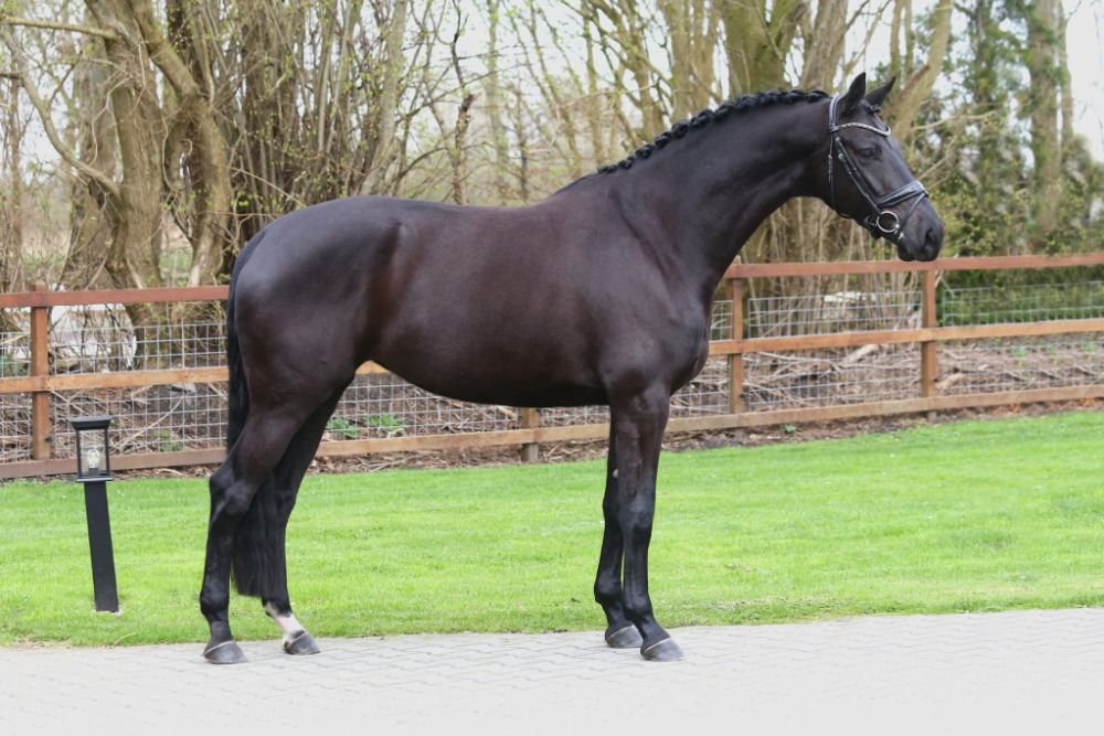 KWPN dressuurpaard Merrie 6 jaar Zwart te koop - Foto 2
