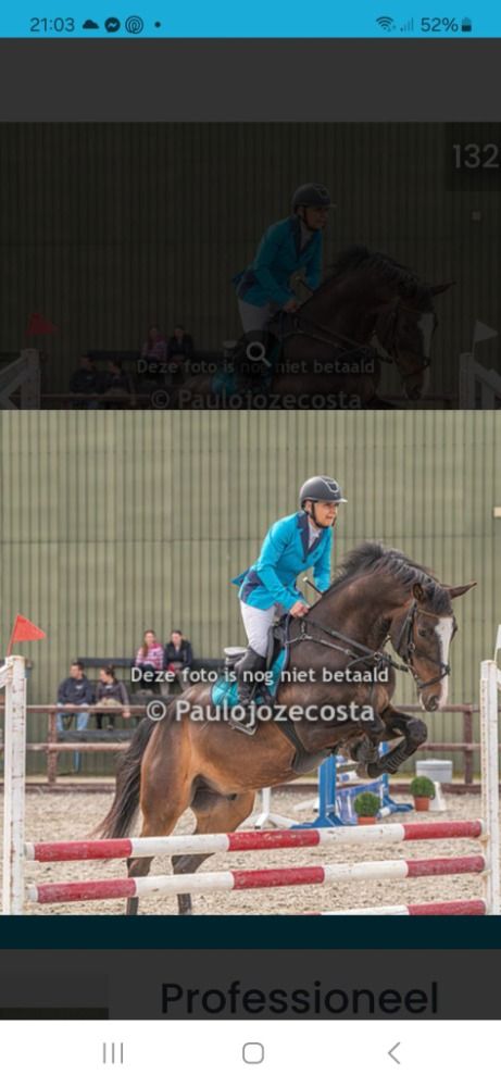 KWPN allrounder Ruin 6 jaar Donkerbruin te koop - Foto 4