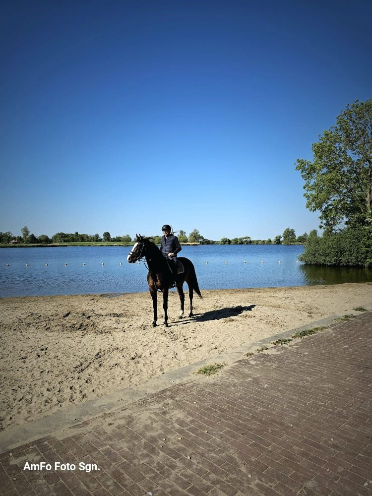 KWPN allrounder Ruin 6 jaar Donkerbruin te koop - Foto 6