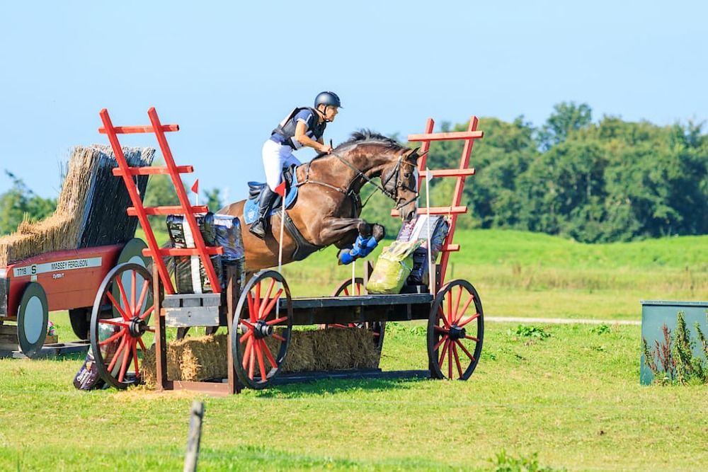 KWPN allrounder Ruin 6 jaar Donkerbruin te koop - Foto 3