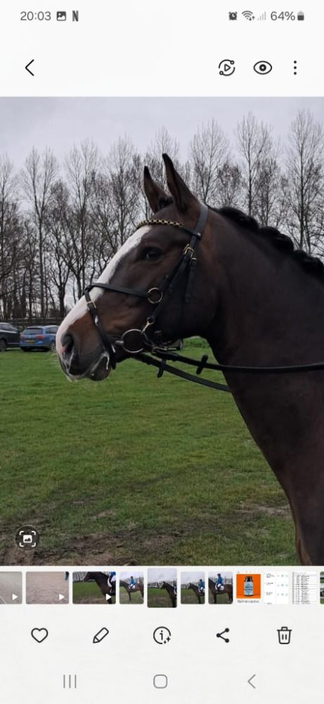 KWPN allrounder Ruin 6 jaar Donkerbruin te koop - Foto 2