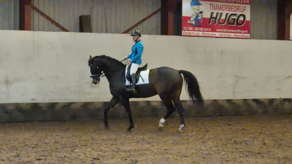 KWPN allrounder Ruin 6 jaar Donkerbruin te koop - Hoofdfoto