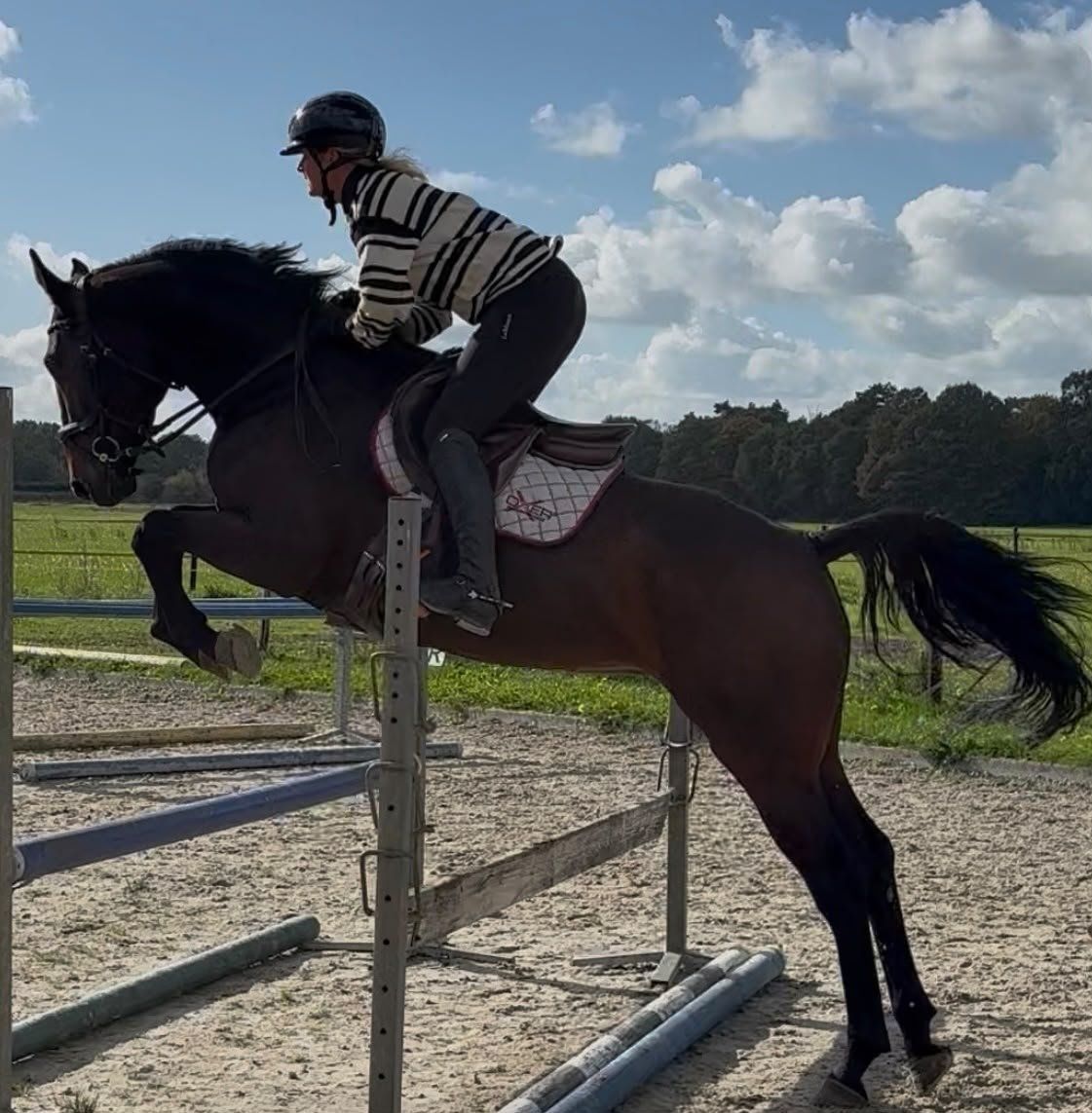 Coco Chanel Van 't Bistof Z, オールラウンダー, 牝馬, 4歳