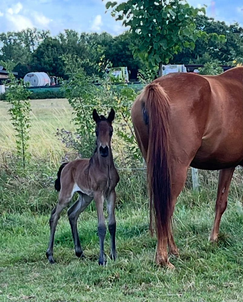 Filly by Fiji out of world-renowned dam line of Fasine, For Romance
