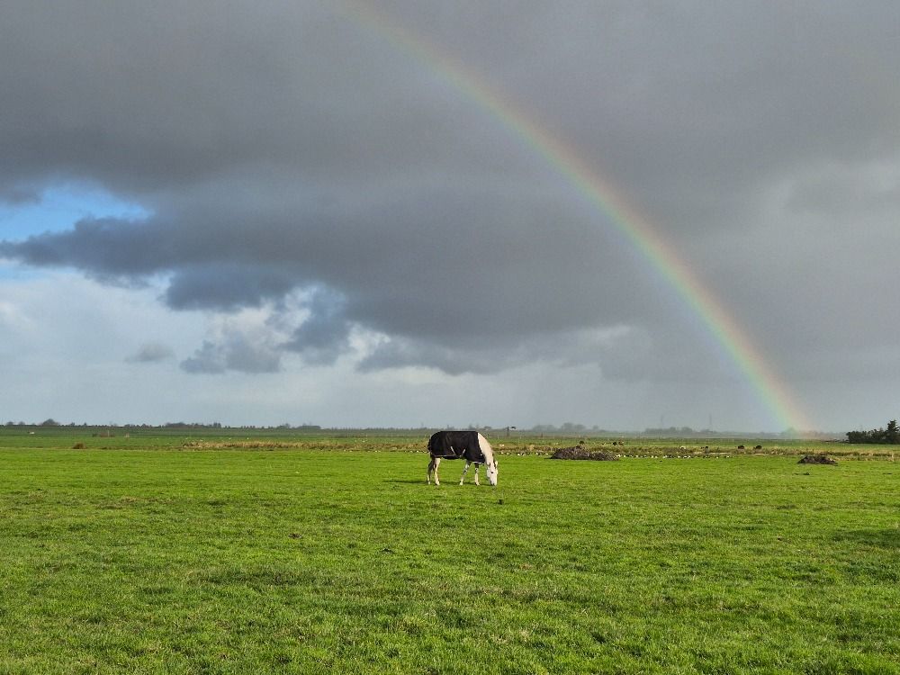 Ander stamboek paard Merrie 6 jaar Schimmel te koop - Hoofdfoto