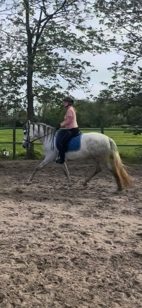 Ander stamboek paard Merrie 6 jaar Schimmel te koop - Foto 2