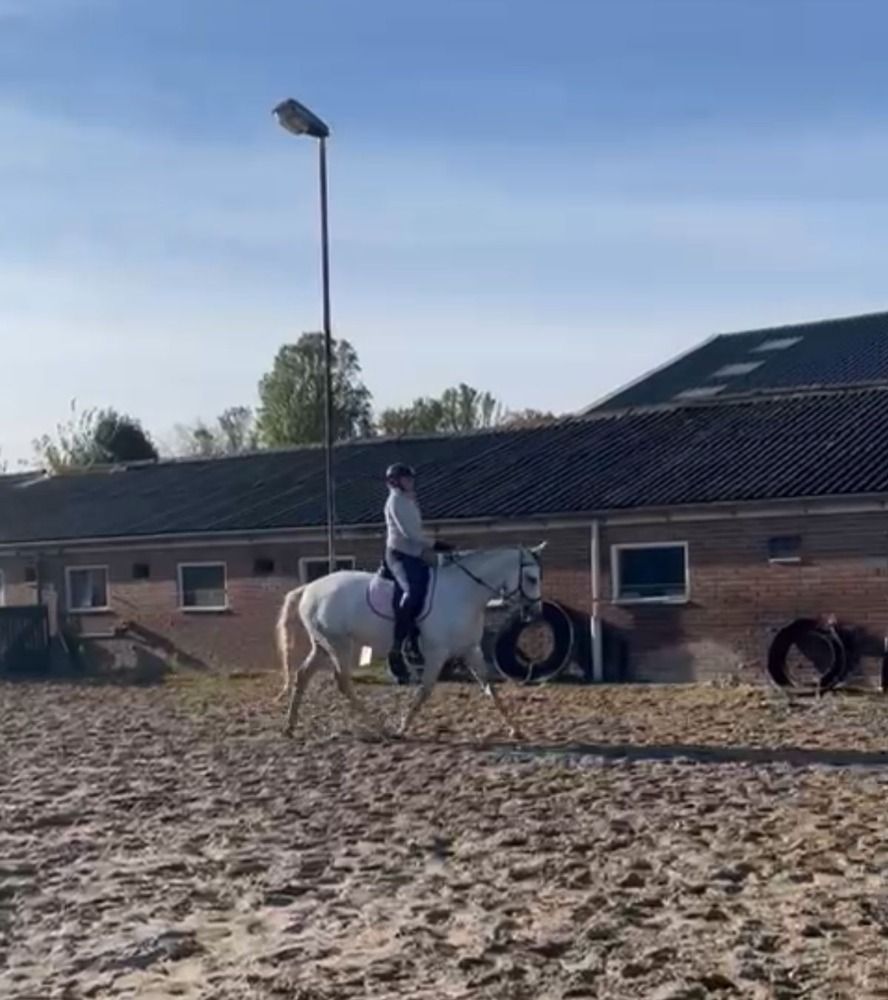 Ander stamboek paard Merrie 6 jaar Schimmel te koop - Foto 5