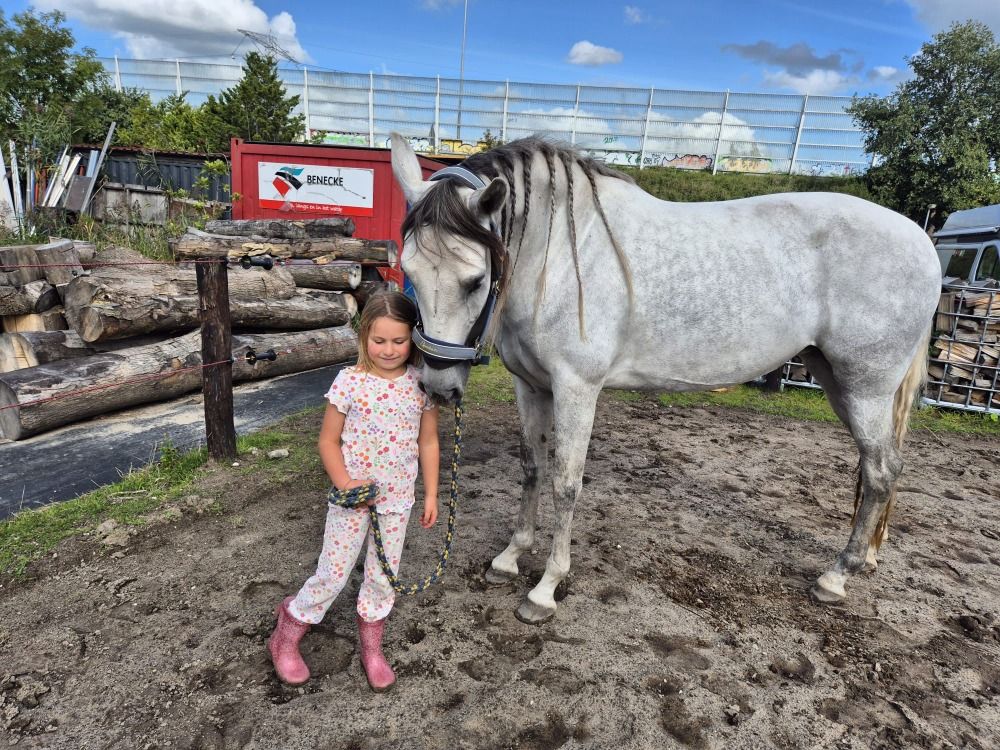 Ander stamboek paard Merrie 6 jaar Schimmel te koop - Foto 3