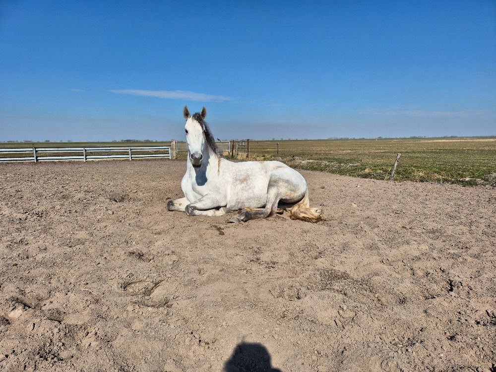 Ander stamboek paard Merrie 6 jaar Schimmel te koop - Foto 4