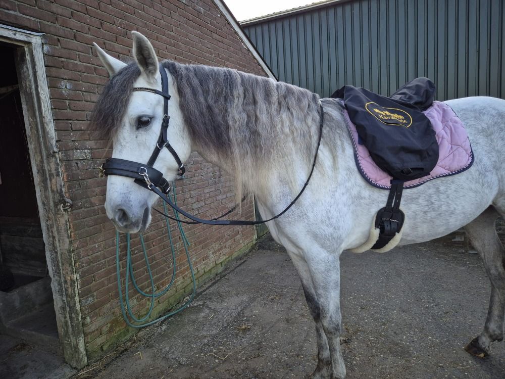 Ander stamboek paard Merrie 6 jaar Schimmel te koop - Foto 6