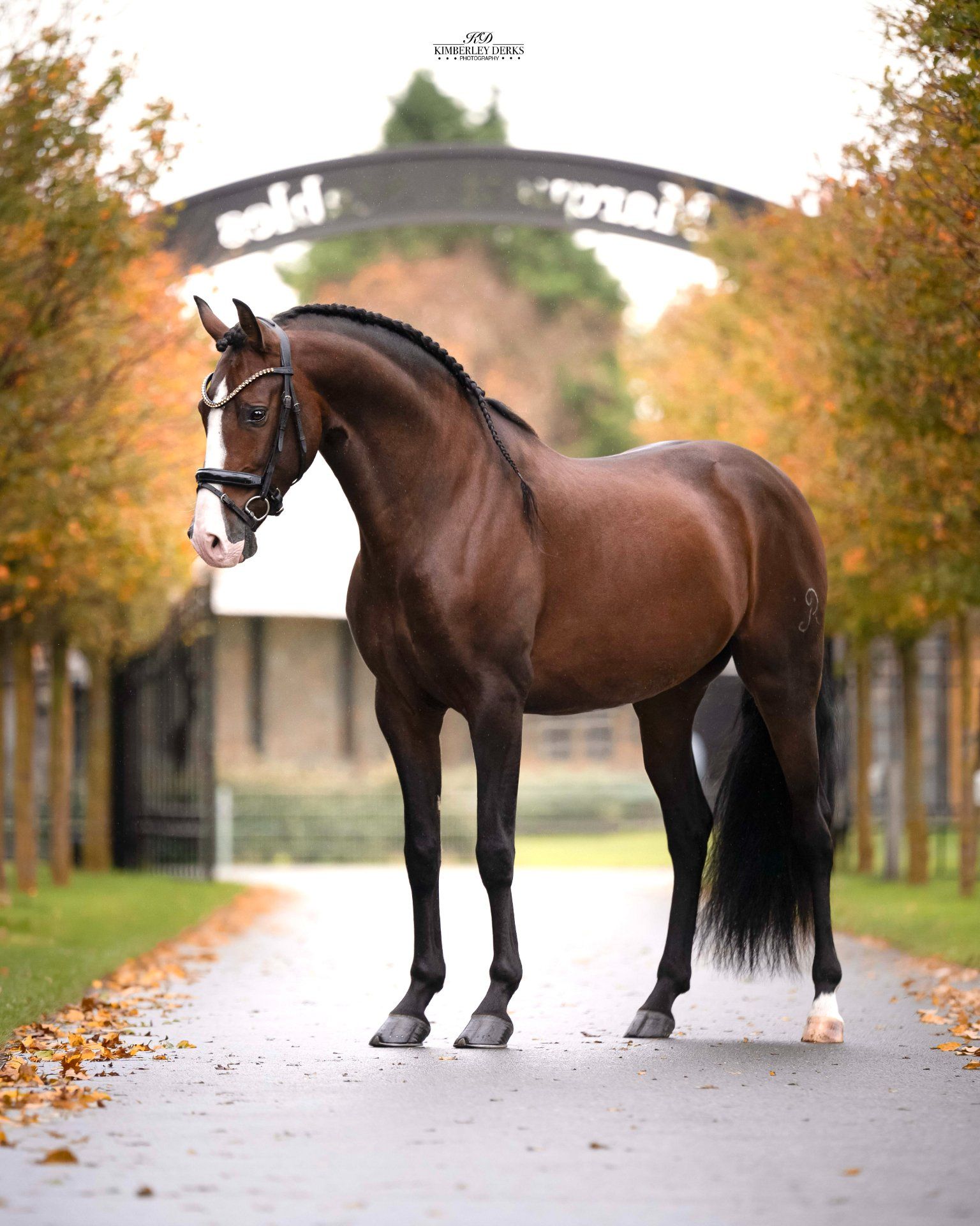 pre dressuurpaard hengst 4 år donkerbruin till salu - Foto 5