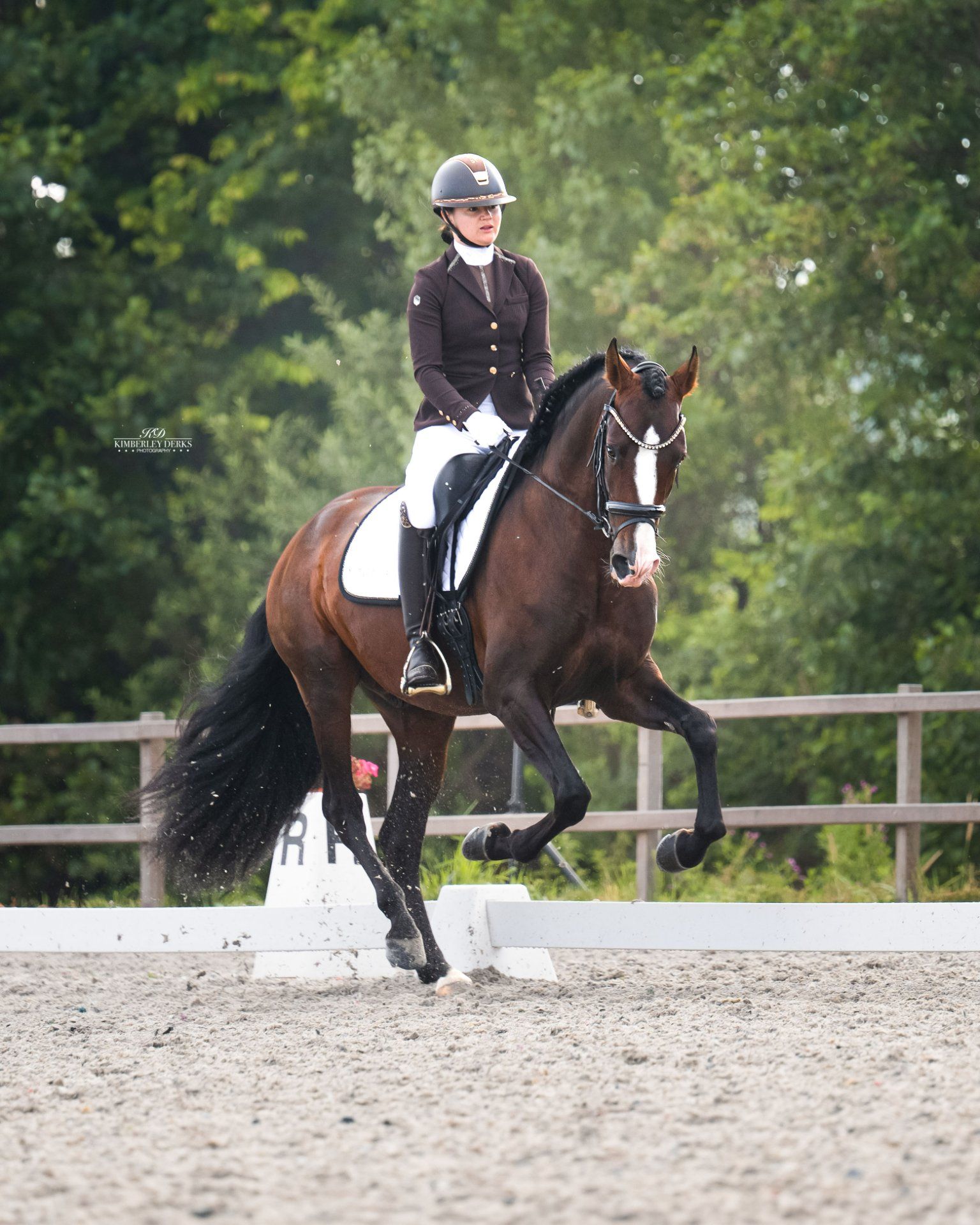 pre dressuurpaard hengst 4 år donkerbruin till salu - Foto 4
