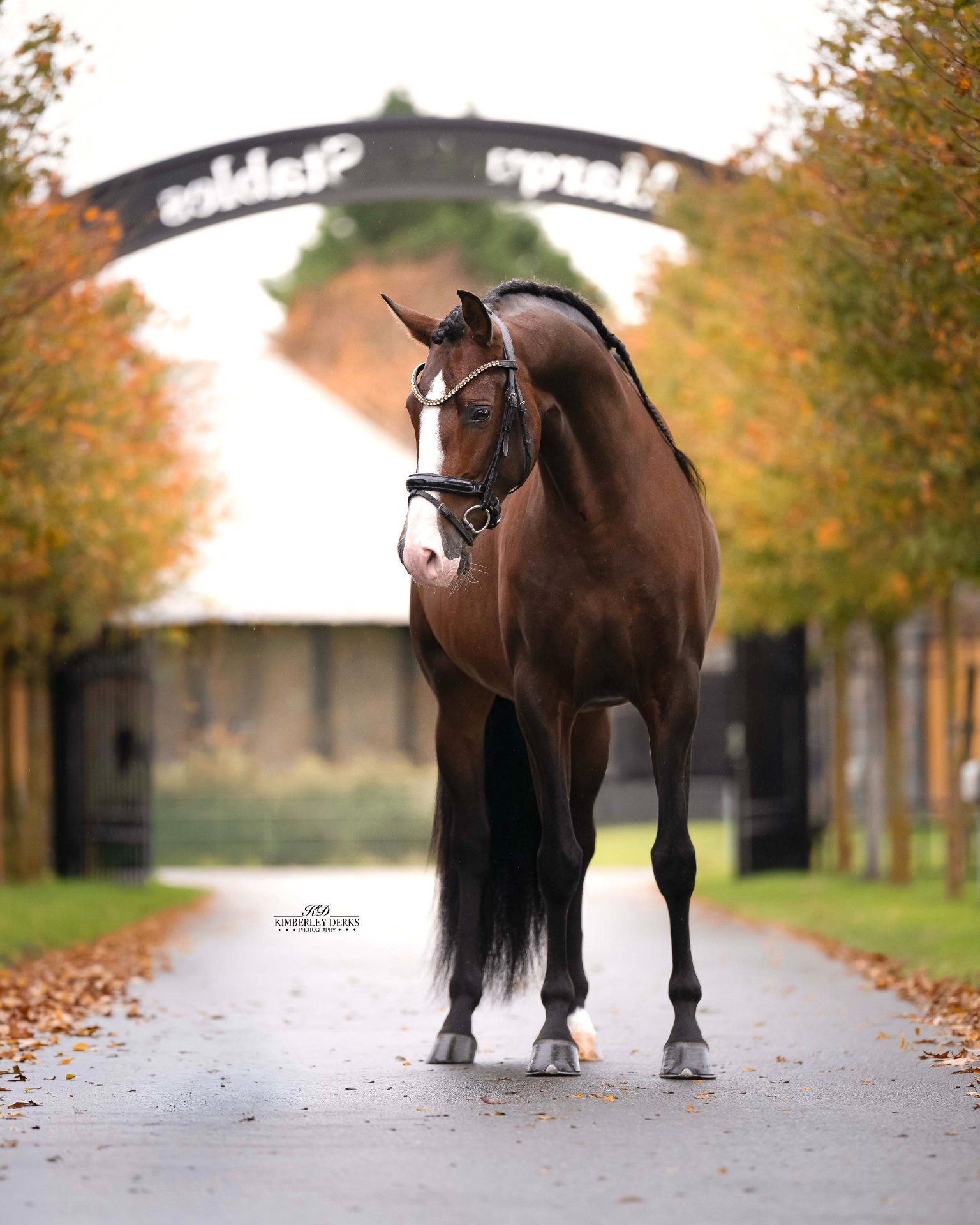 pre dressuurpaard hengst 4 år donkerbruin till salu - Foto 3