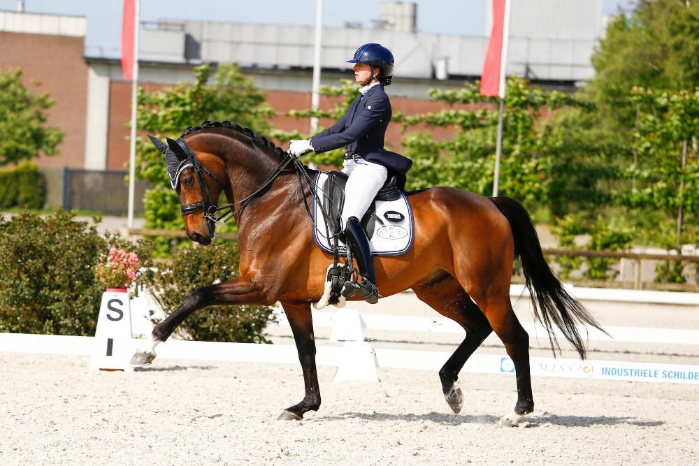 Oldenburg dressuurpaard Ruin 13 jaar Bruin te koop - Hoofdfoto