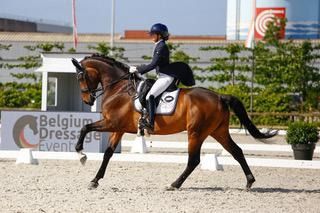 Oldenburg dressuurpaard Ruin 13 jaar Bruin te koop - Foto 2