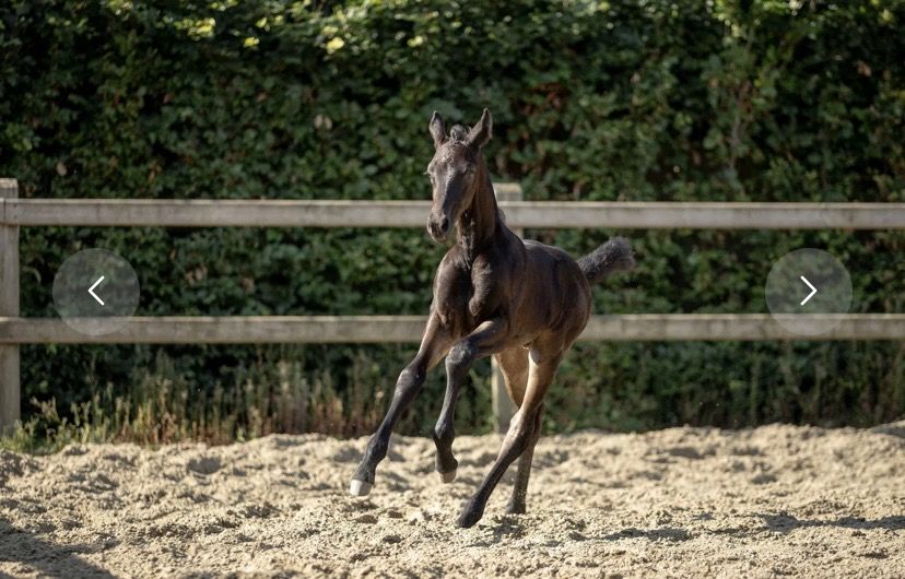 KWPN dressuurpaard Hengst Zwart te koop - Foto 3
