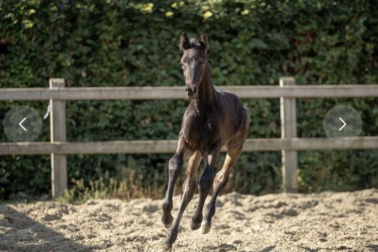 Hengstveulen met topafstamming (Frst Zonik x Wonderboy x Jazz)